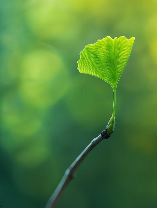 银杏叶图片,穿越时空的绿色使者
