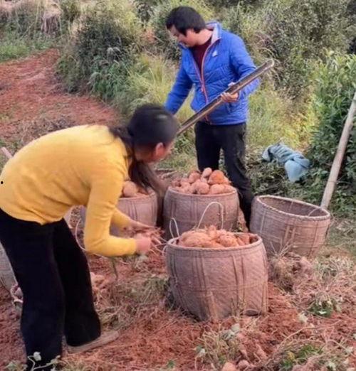 挖地瓜视频,探寻乡村生活的魅力与智慧