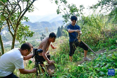 挖地瓜视频,探寻乡村生活的魅力与智慧