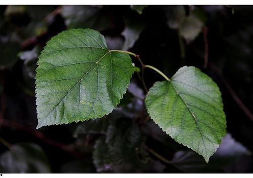 桑树叶子图片,探寻桑树叶子的神奇魅力