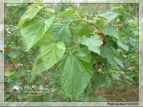 桑树叶子图片,探寻桑树叶子的神奇魅力