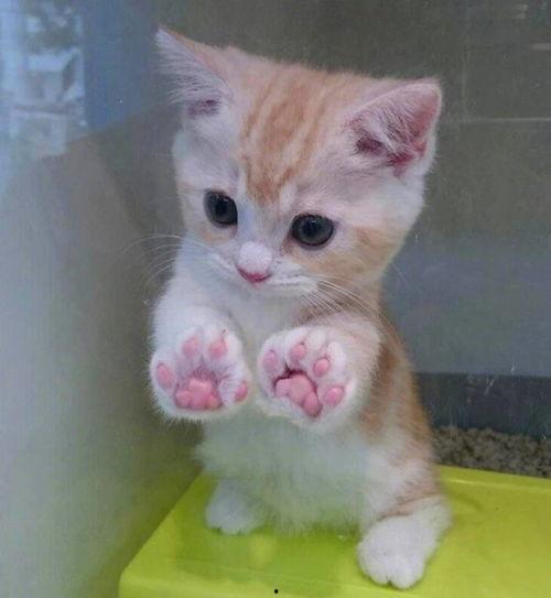 可爱小猫的图片