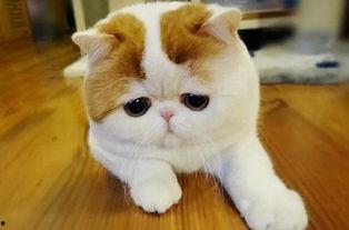 可爱小猫的图片