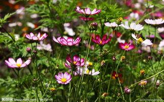 非洲菊图片,探寻非洲菊的独特魅力
