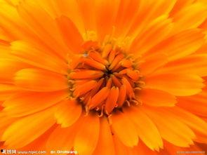 非洲菊图片,探寻非洲菊的独特魅力