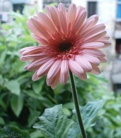 非洲菊图片,探寻非洲菊的独特魅力