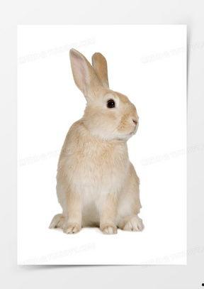 可爱免子图片大全,可爱兔子图片大盘点