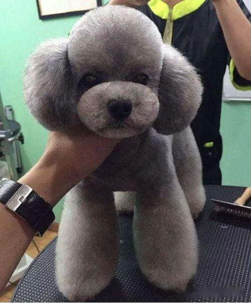 泰迪的脚掌图片大全,揭秘萌宠足部之美