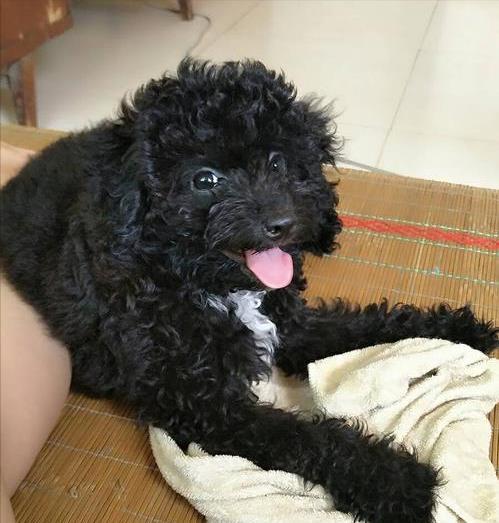 泰迪的脚掌图片大全,揭秘萌宠足部之美