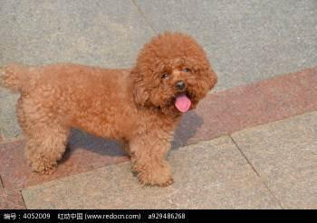 泰迪的脚掌图片大全,揭秘萌宠足部之美